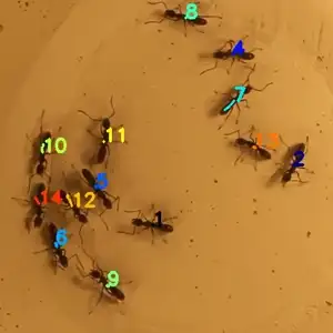 Exmple of ants tracked with idtracker.ai